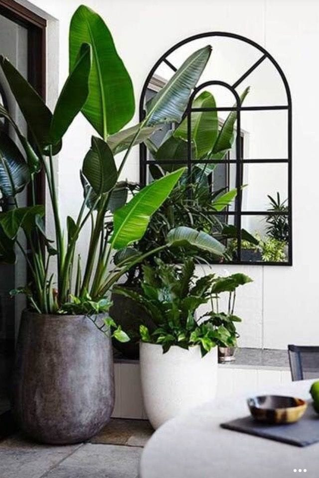 2018-Trends-plants