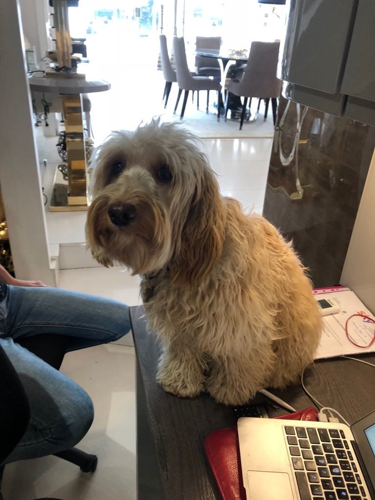 Gina the Cockapoo sitting on Miki's desk Happy Birthday Gina