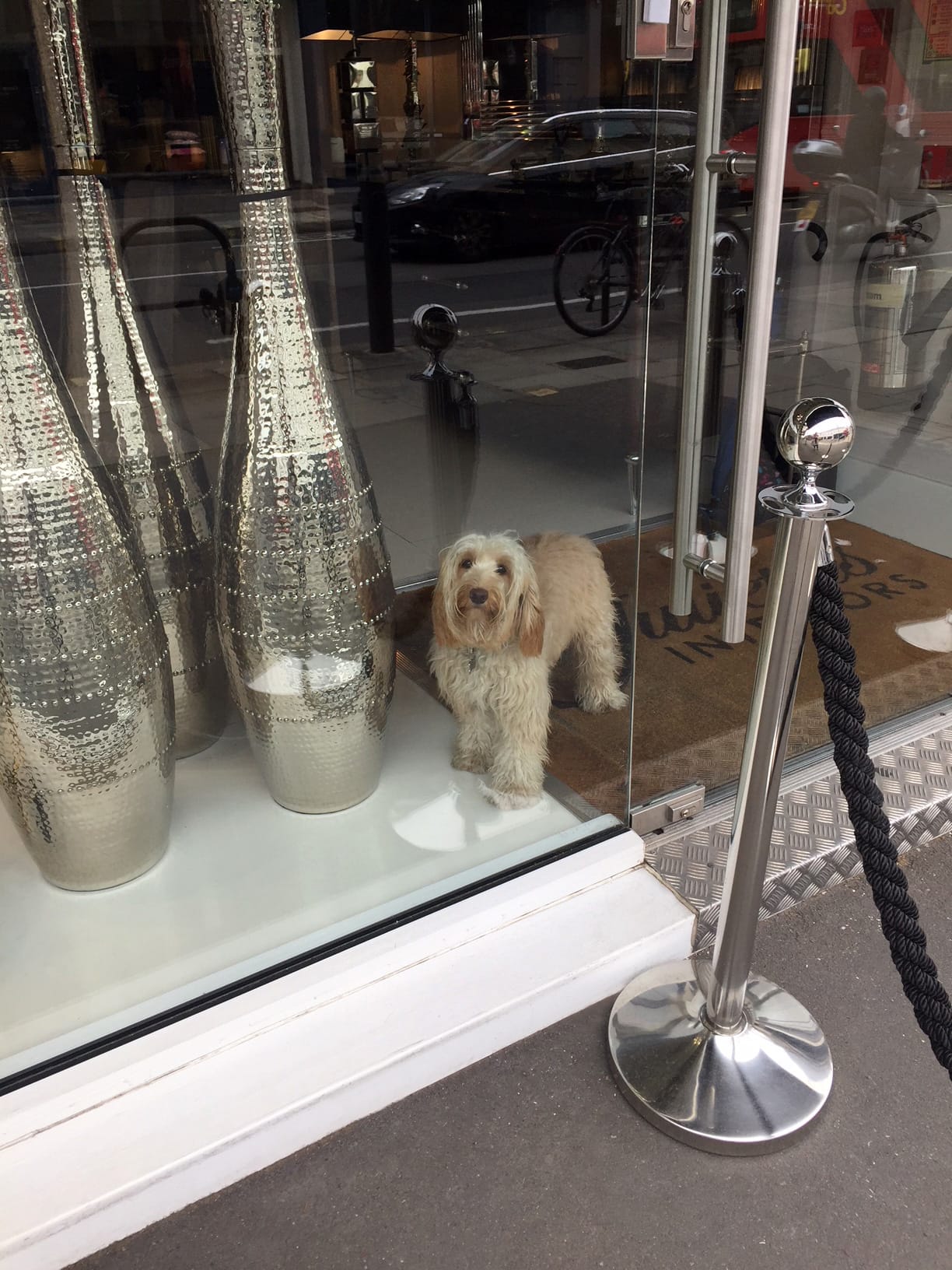 Gina the Cockapoo in the showroom window Happy Birthday Gina