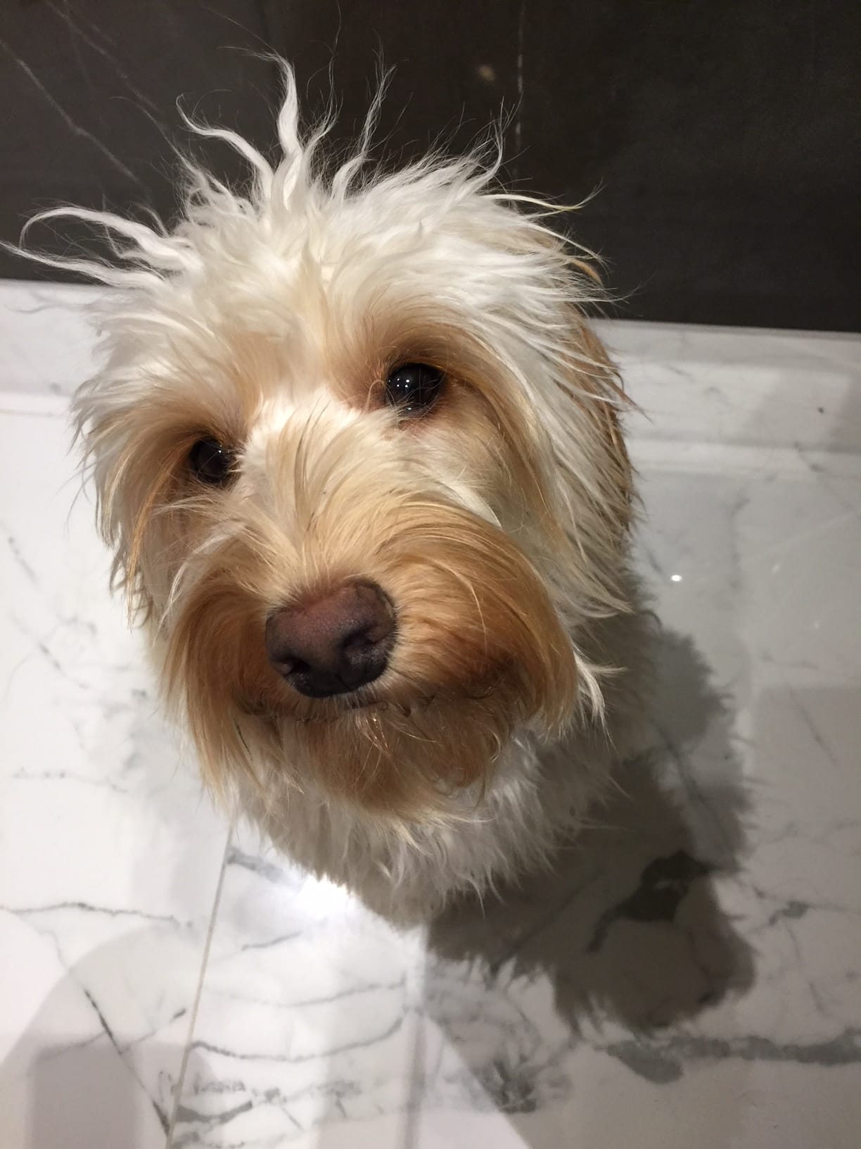 Gina the Cockapoo sitting spiky hair Happy Birthday Gina