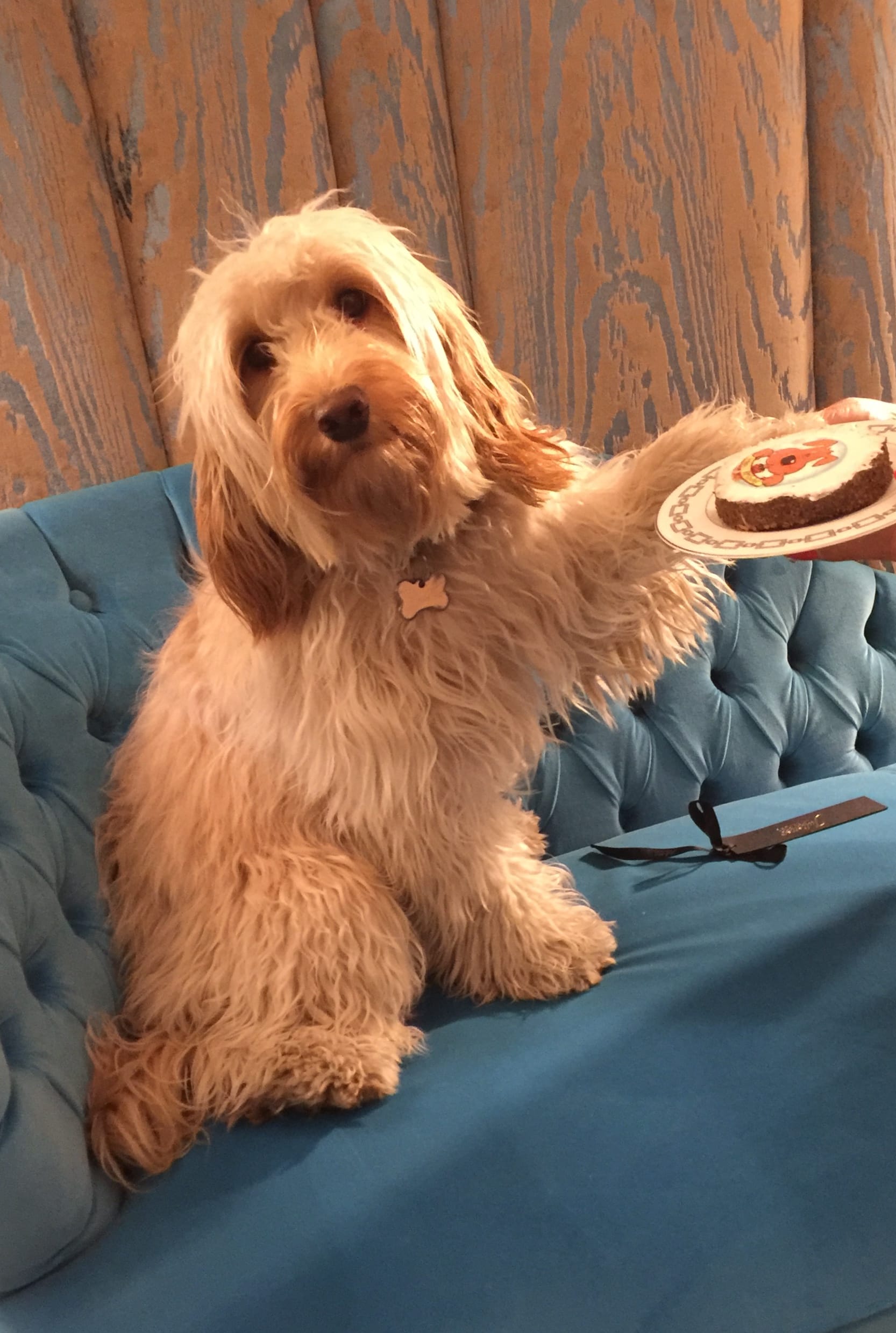 Gina the Cockapoo on a turquoise chaise longue Happy Birthday Gina