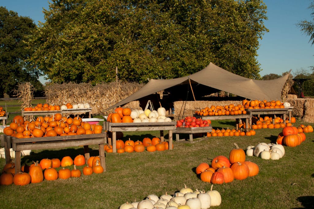 Halloween decor, field with tables and displays of pumpkins