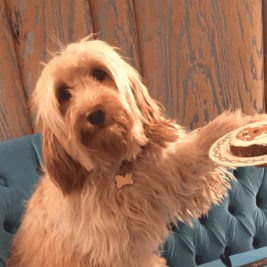 Gina the cockapoo on turquoise chaise longue with her birthday cake