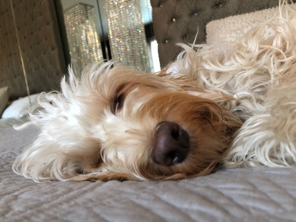 Gina the Cockapoo having a snooze Happy Birthday Gina