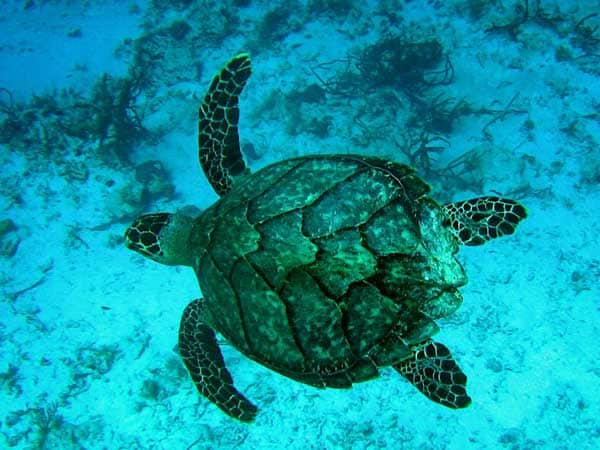 Vietnam, hawksbill turtle off the coast of Phu Quoc Island