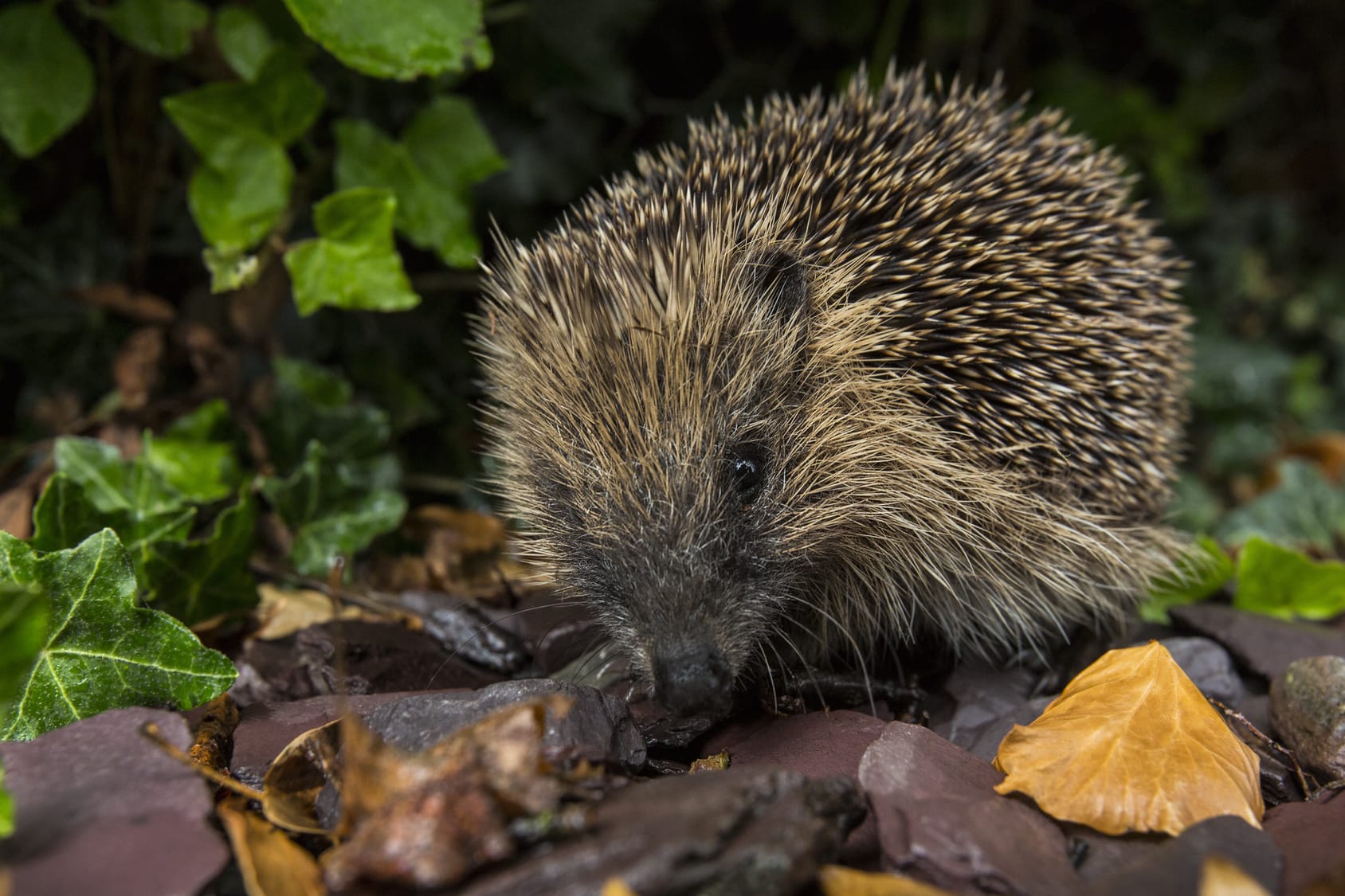 British hedgehog garden trends 2018 eco gardens