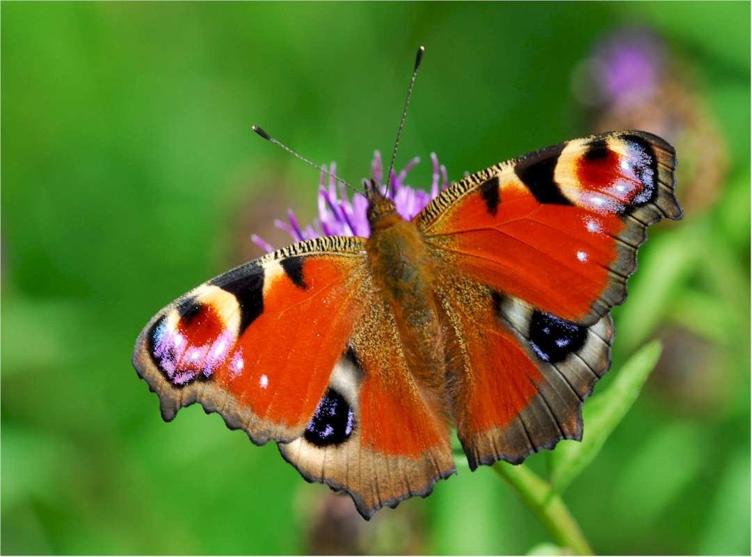 peacock butterfly garden trends 2018 eco gardens