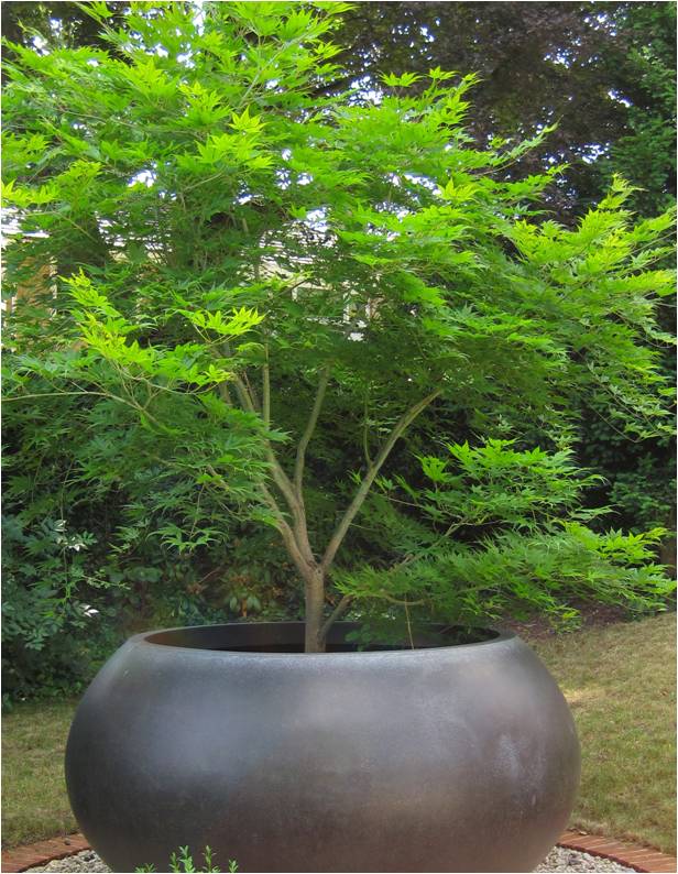 A lush green tree with delicate leaves grows in a large, dark spherical planter situated on a spacious balcony. The background features various other plants and trees, creating a serene outdoor setting.