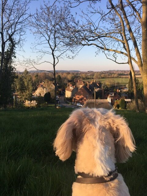 A dog with light-colored fur sits facing a scenic village view, the perfect addition to any travel wishlist. The village has red brick houses and is surrounded by trees and green fields. The sky is clear with a soft, golden hue, suggesting either sunrise or sunset. Trees frame the background.