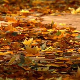 A ground covered with a thick layer of fallen autumn leaves in various shades of yellow, orange, and brown. The leaves create a vibrant, colorful mosaic that signifies the change of seasons, echoing the quiet beauty we've come to appreciate while living through lockdown. The background is slightly blurred, focusing on the leaves in the foreground.