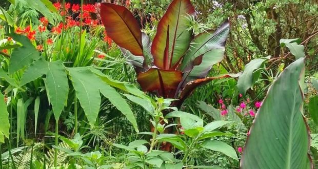 A lush garden featuring a mix of green tropical plants and vibrant flowers. Prominently, a large plant with broad, dark red leaves stands out in the center, surrounded by various green foliage and bright red and pink blossoms—a perfect example of the latest garden trend.