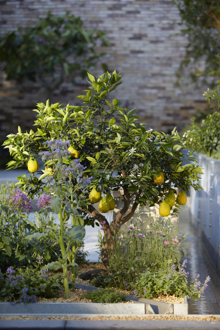 A small lush garden with a lemon tree bearing ripe yellow lemons is the latest garden trend. The tree is surrounded by various flowering plants including some with purple and pink blossoms. Behind the garden is a stone wall. Sunlight filters through the foliage, creating a serene atmosphere.