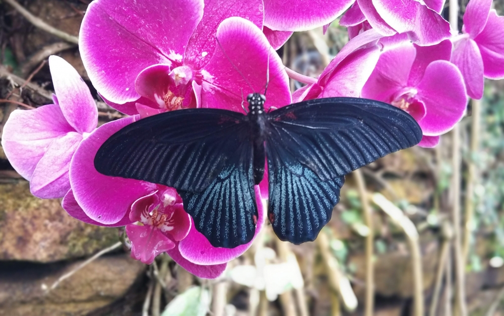 A black butterfly with iridescent blue undertones is perched on vibrant pink orchid flowers, creating a serene scene perfect for a staycation backdrop. The background features some blurred natural elements, possibly a garden or forest setting.