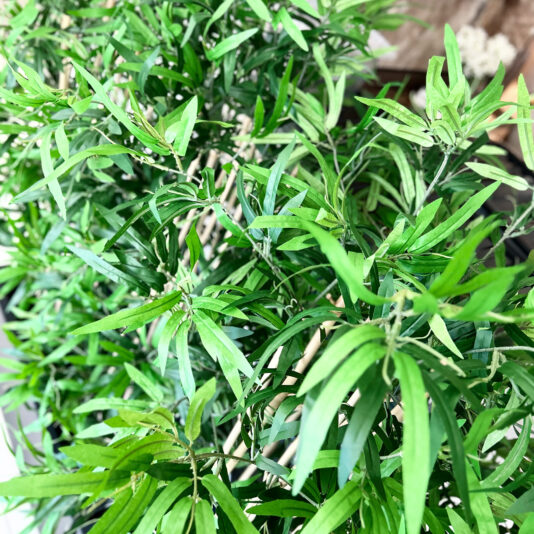 Lush green foliage with long, slender leaves surrounds the Faux White Agapanthus in Glazed Bowl (Copy), creating a vibrant and dense display.